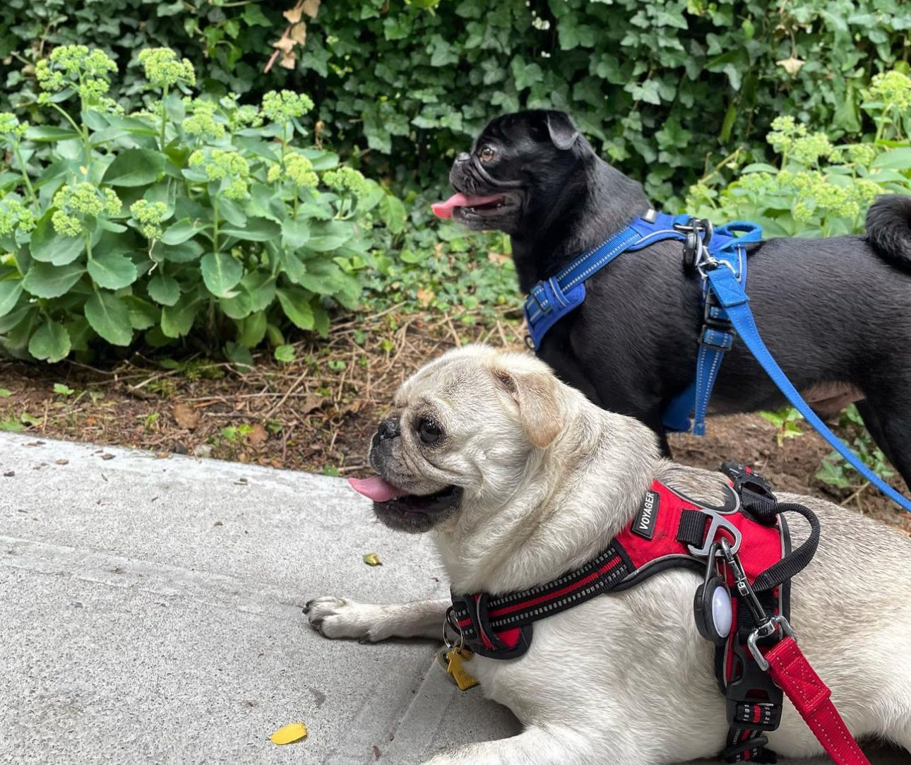 Voyager Dual Attachment Outdoor Dog Harness & Leash Bundle, Red, Medium