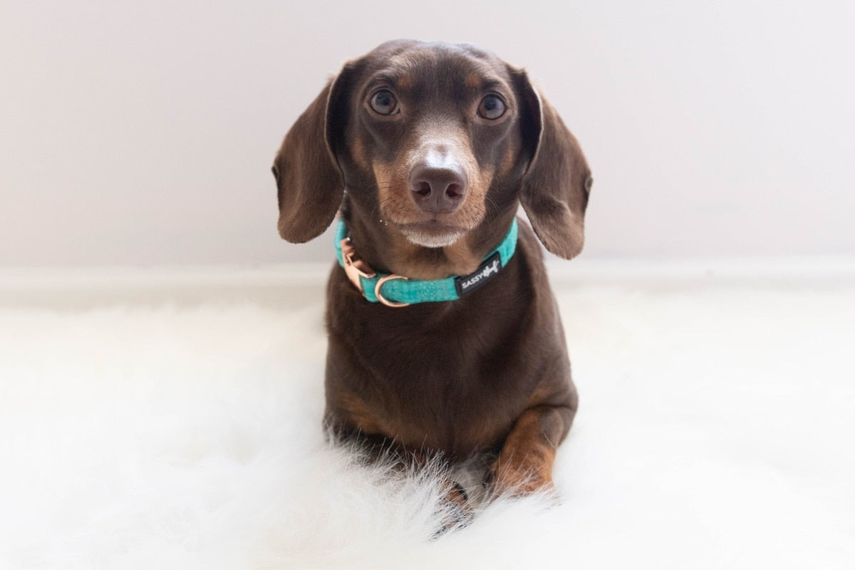 Sassy Woof Dog Collar, Wag Your Teal