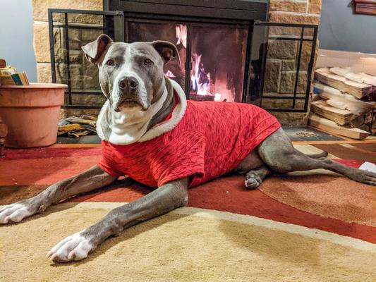 Textured Knit Dog & Cat Hoodie, Heather Red