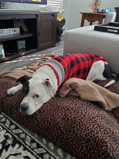 Buffalo Plaid Dog Sweater, Red, XX-Large