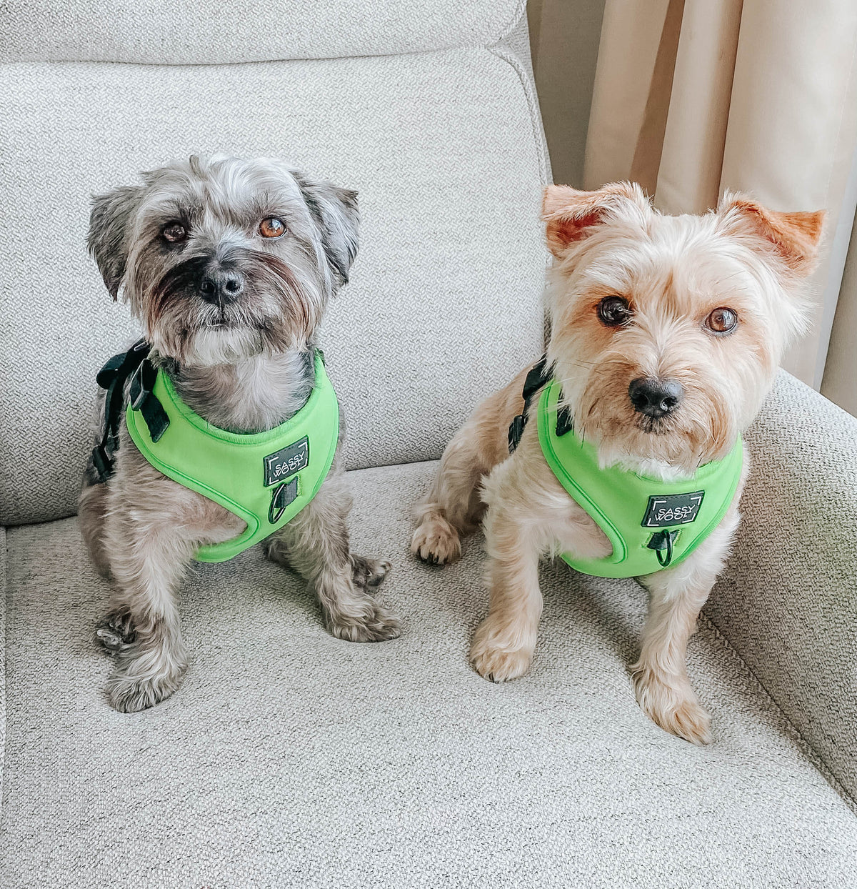 Sassy woof- pechera y correa a juego - NEON GREEN