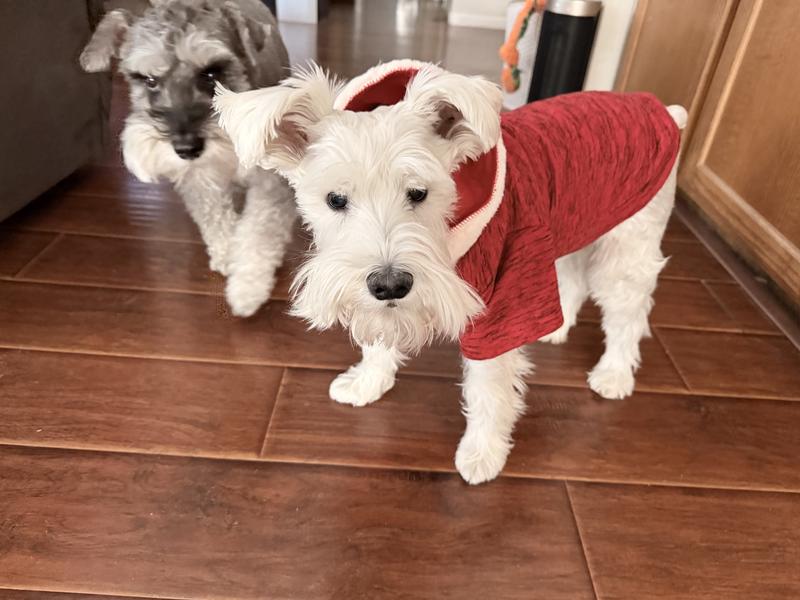 Textured Knit Dog & Cat Hoodie, Heather Red