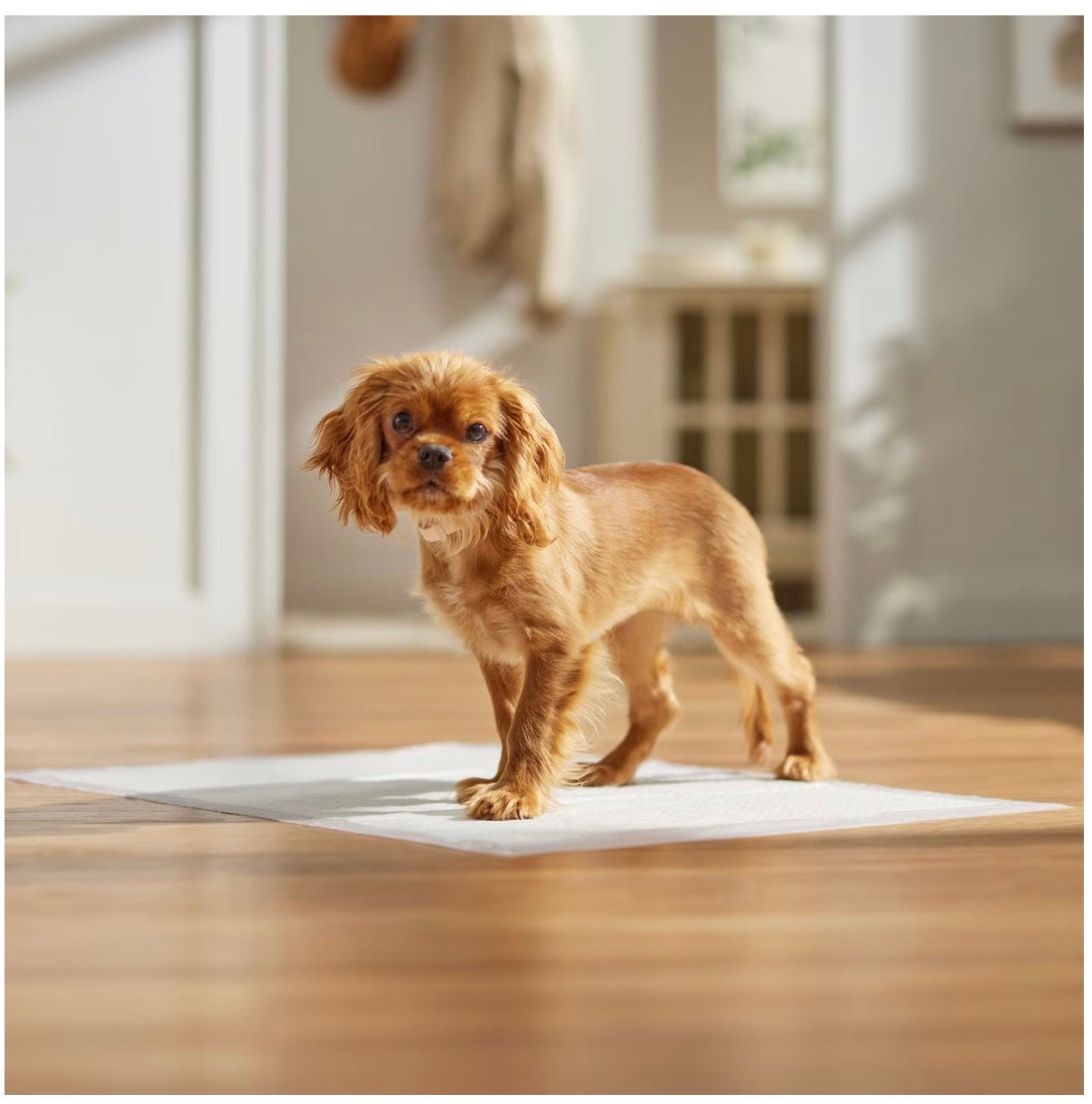 Medium Dog Training & Potty Pads, 21 x 21-in, Floral Scented, 100 count