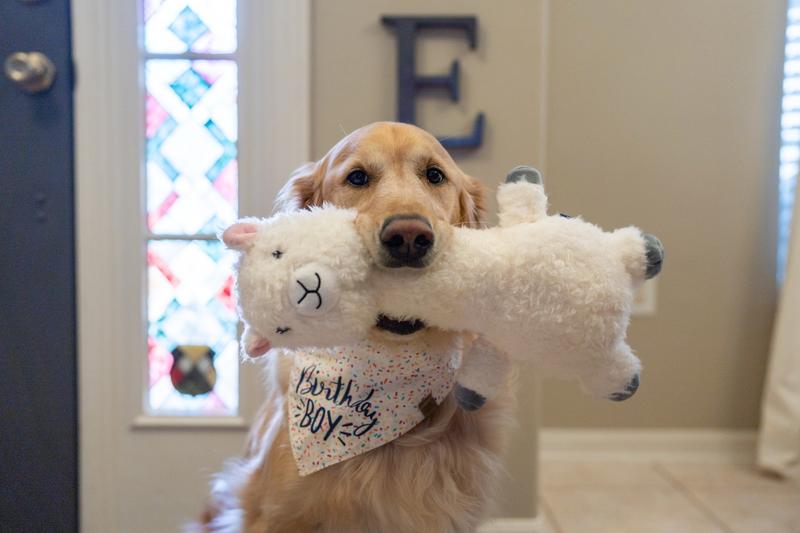 Llama Bobberz Plush Squeaky Dog Toy, Large/X-Large