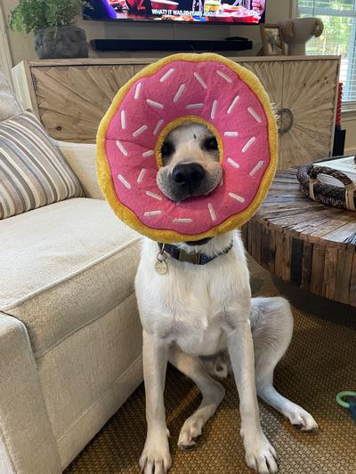 ZippyPaws Jumbo Donutz Dog Toy, Strawberry