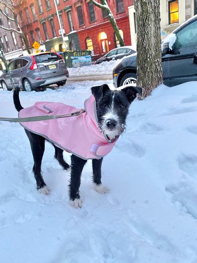 Lightweight Reversible Packable Travel Dog Raincoat, Pink