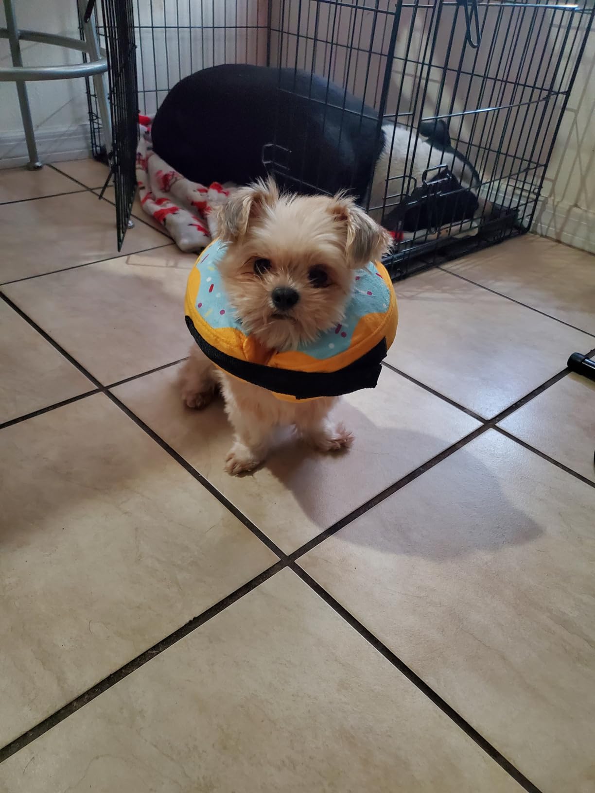 Collar de dona de recuperación para perros y gatos