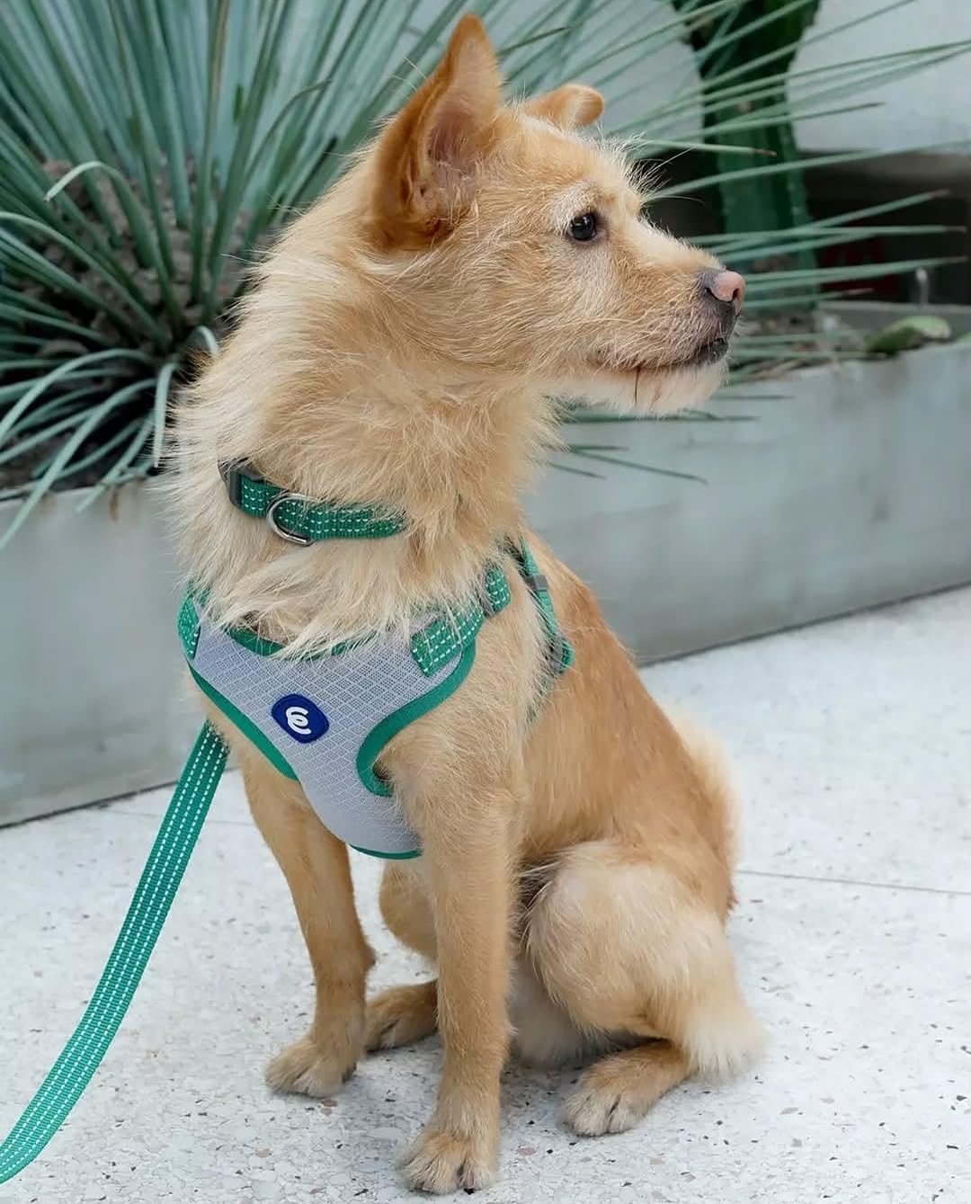Blueberry Pet - Juego de arnés a juego con collar para perro grande