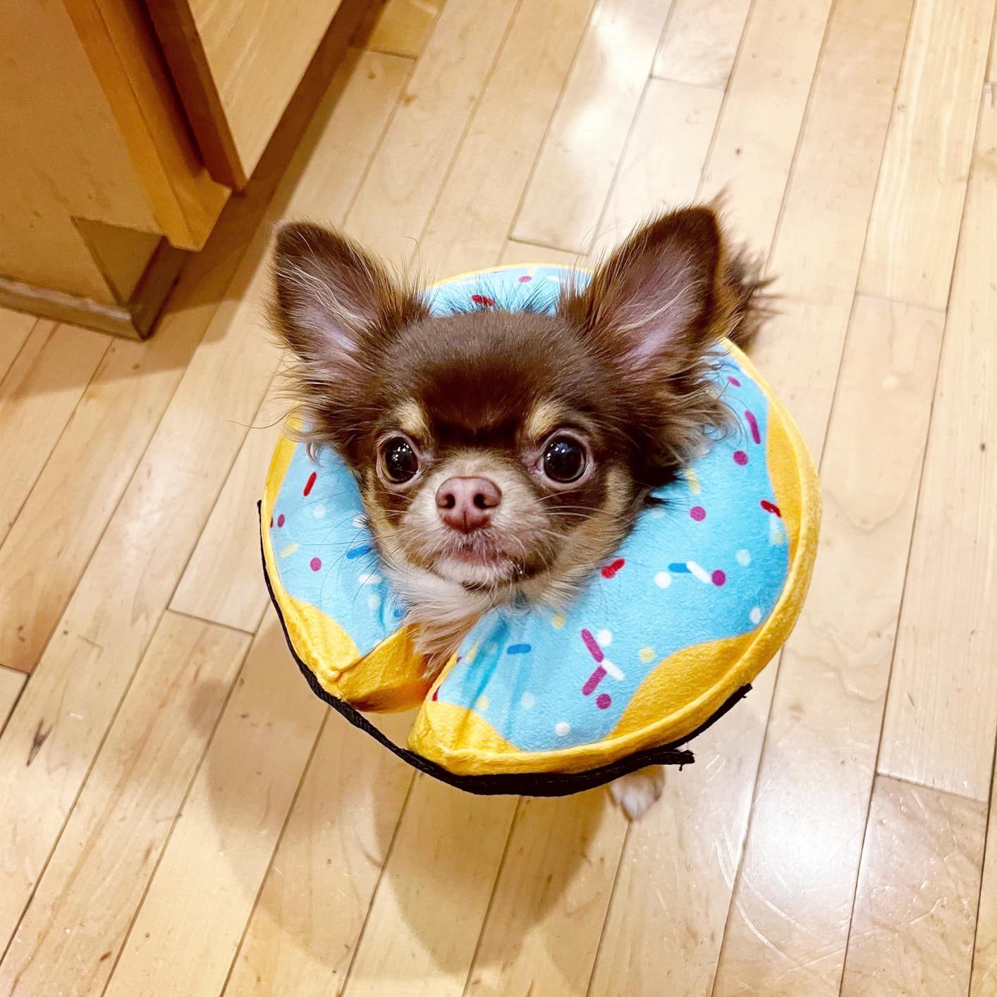 Collar de dona de recuperación para perros y gatos