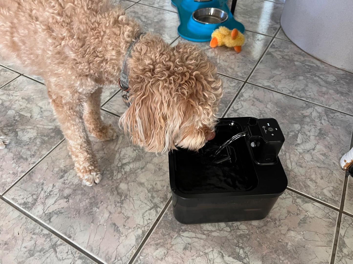 Fuente de agua para gatos de acero inoxidable inalámbrica, 84 oz/2.5 L