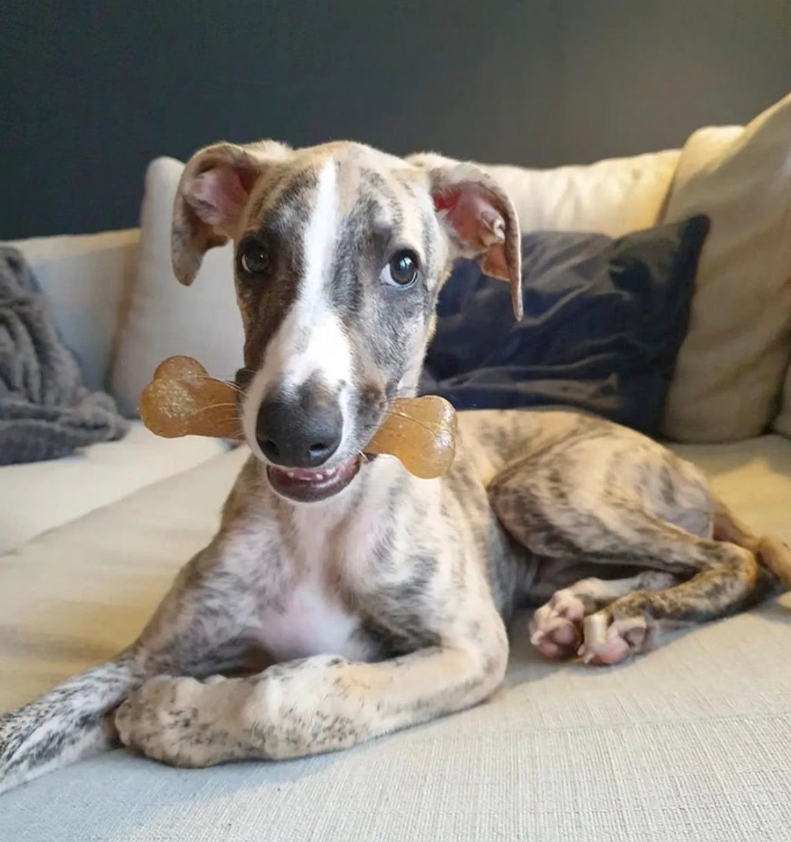 Nylabone - Hueso masticable para cachorros, tamaño mediano