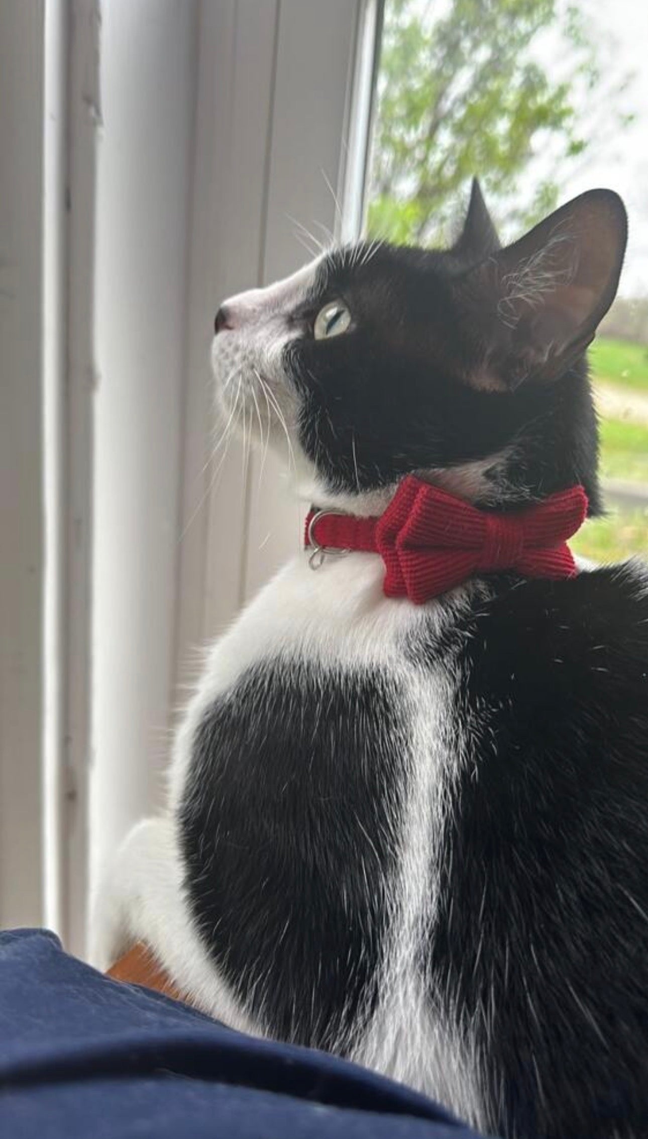 Collar moño para gatos y perros pequeños