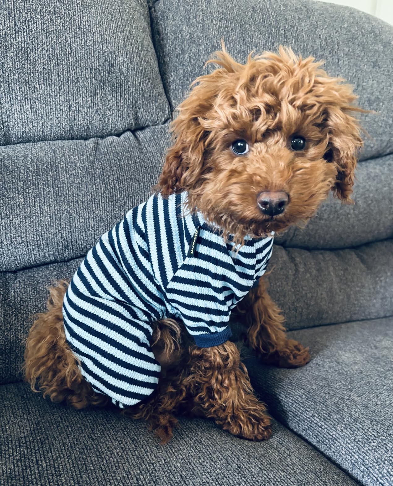 Pijama para perro azul con rayas