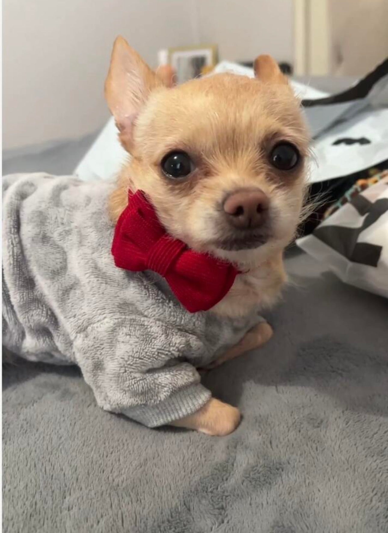 Collar moño para gatos y perros pequeños