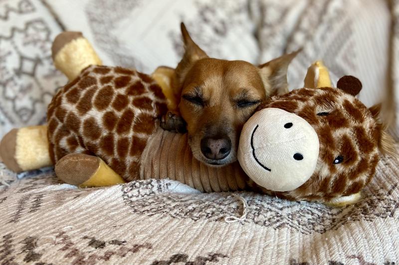 Giraffe Bobberz Plush Squeaky Dog Toy, Large/X-Large