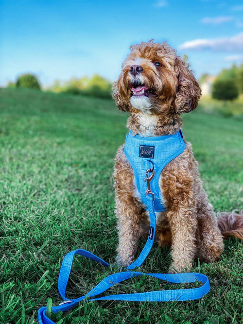 Sassy Woof- pechera ajustable y correa Blumond