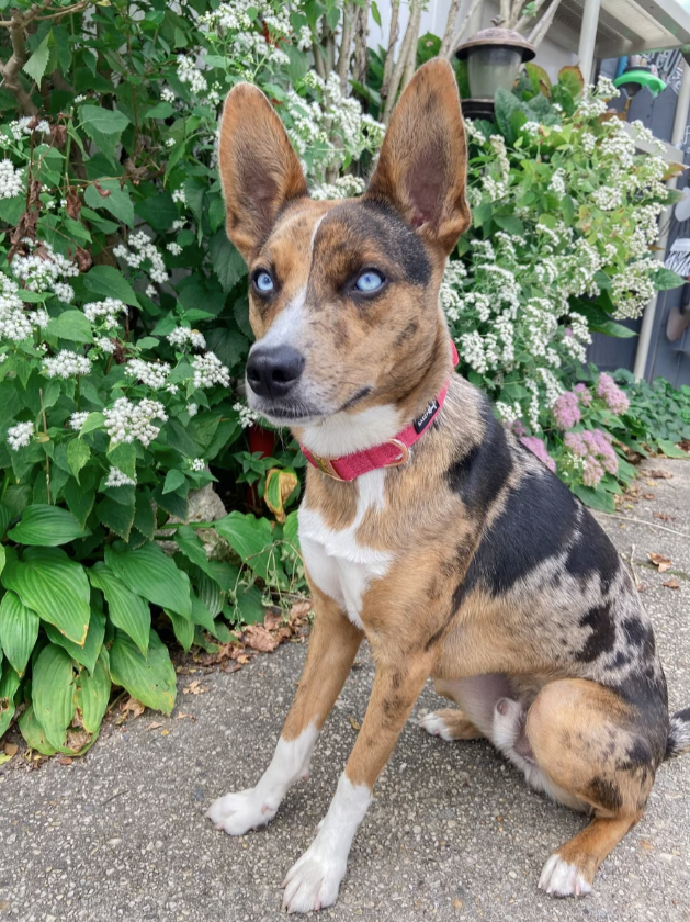 Sassy Woof Dog Collar, Merlot