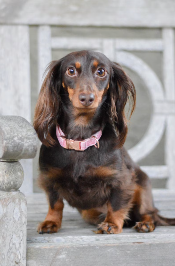 Sassy Woof Dog Collar, Dolce Rose