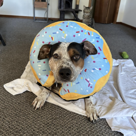 Collar de dona de recuperación para perros y gatos