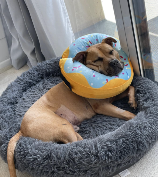 Collar de dona de recuperación para perros y gatos