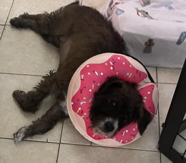 Collar de dona de recuperación para perros y gatos