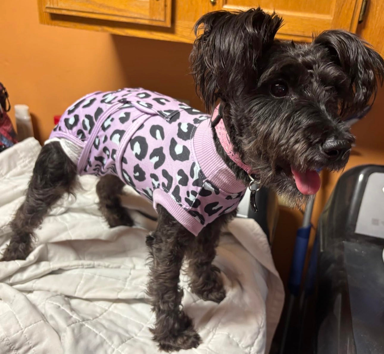 Traje de Recuperación para perros