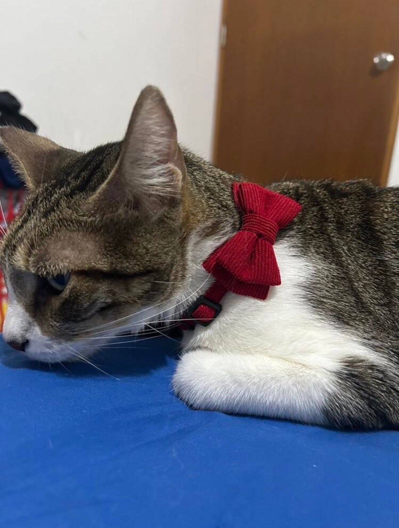 Collar moño para gatos y perros pequeños