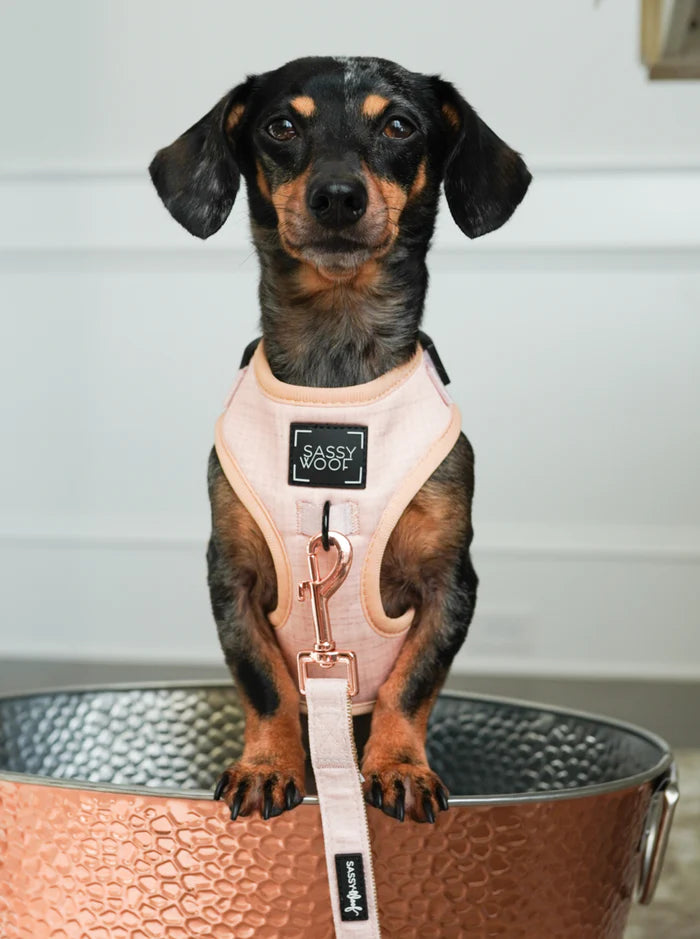 Sassy Woof- pechera ajustable y correa Pinot