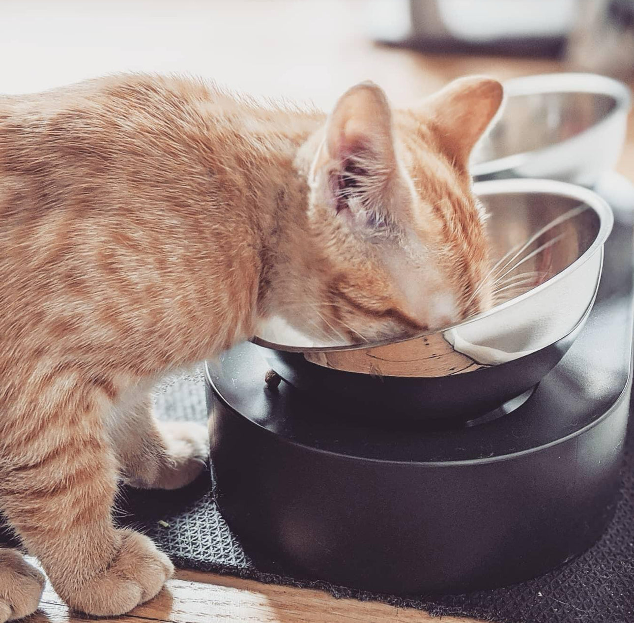 Platos elevados para mascotas con 2 cuencos de acero inoxidable (para raza pequeña)