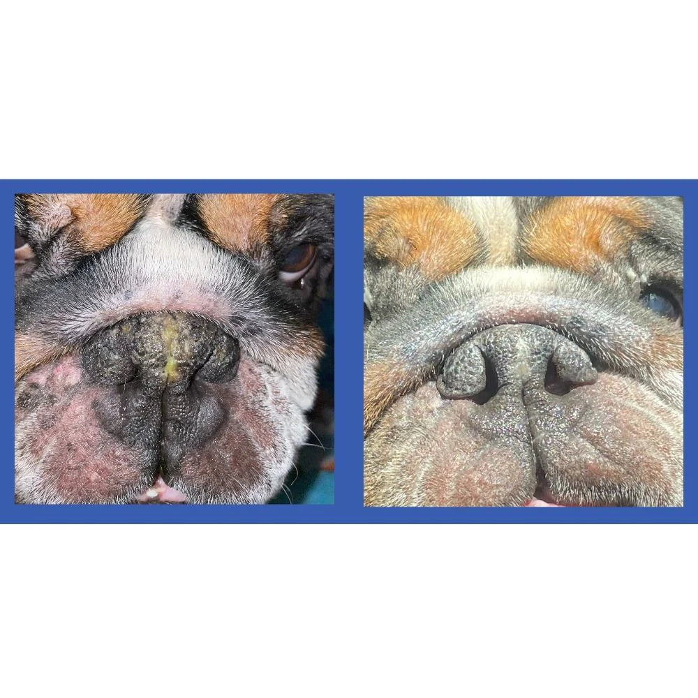 Squishface Bálsamo – Calma y protege los hocicos secos y agrietados de perro
