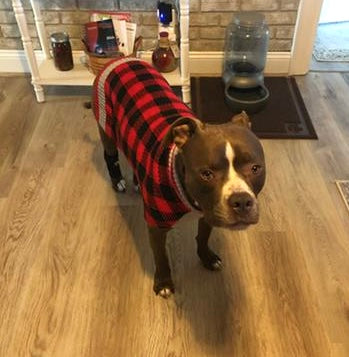 Buffalo Plaid Dog Sweater, Red, XX-Large