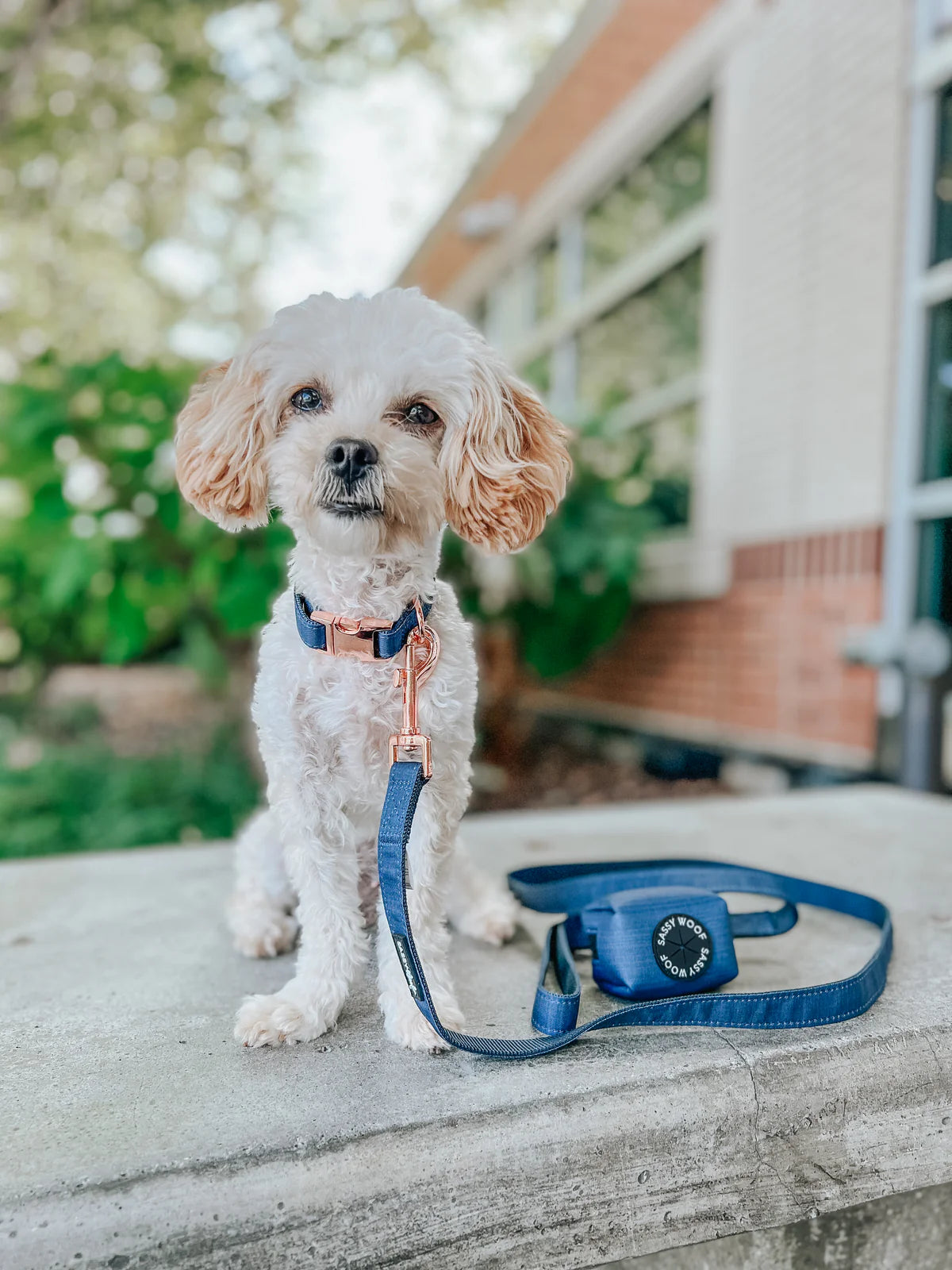 Sassy woof- DOG COLLAR - TWILIGHT