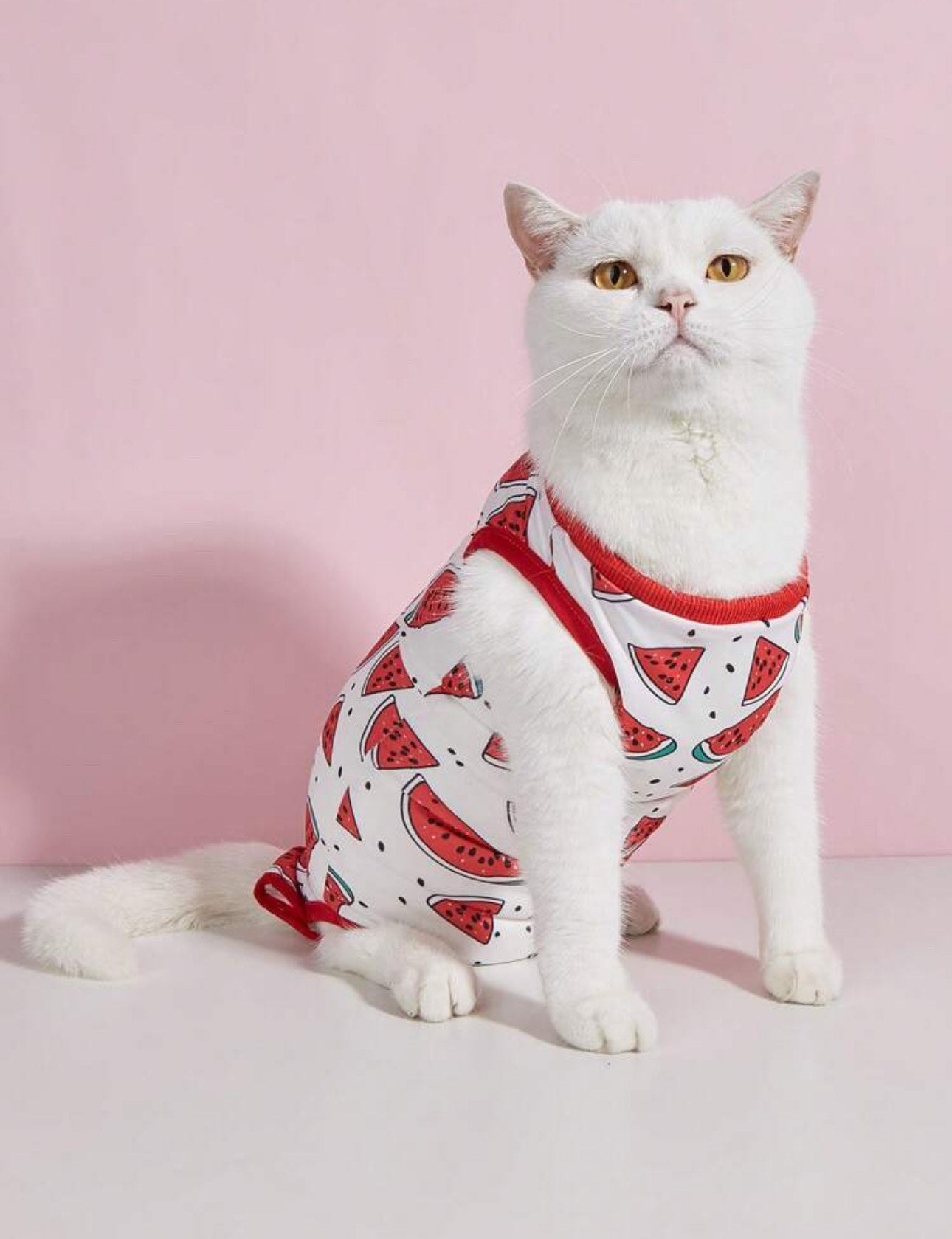 Traje post operatorio para gatos y perros pequeños