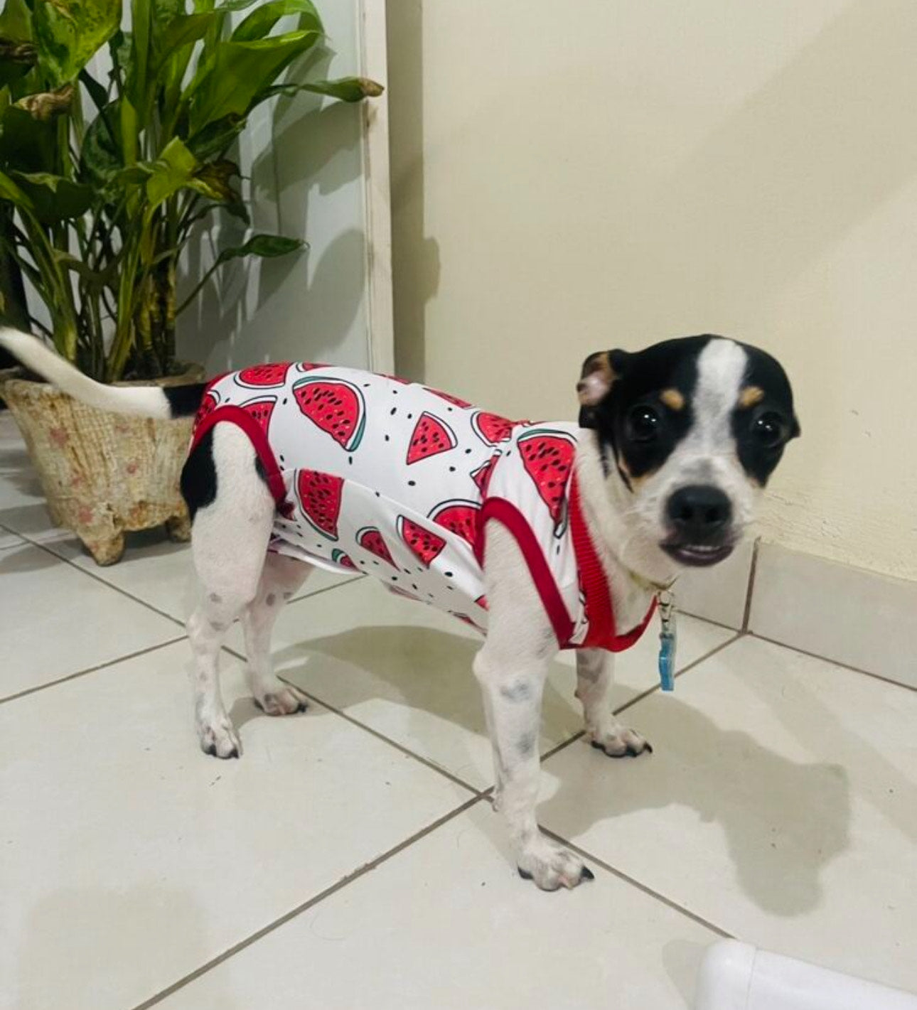 Traje post operatorio para gatos y perros pequeños