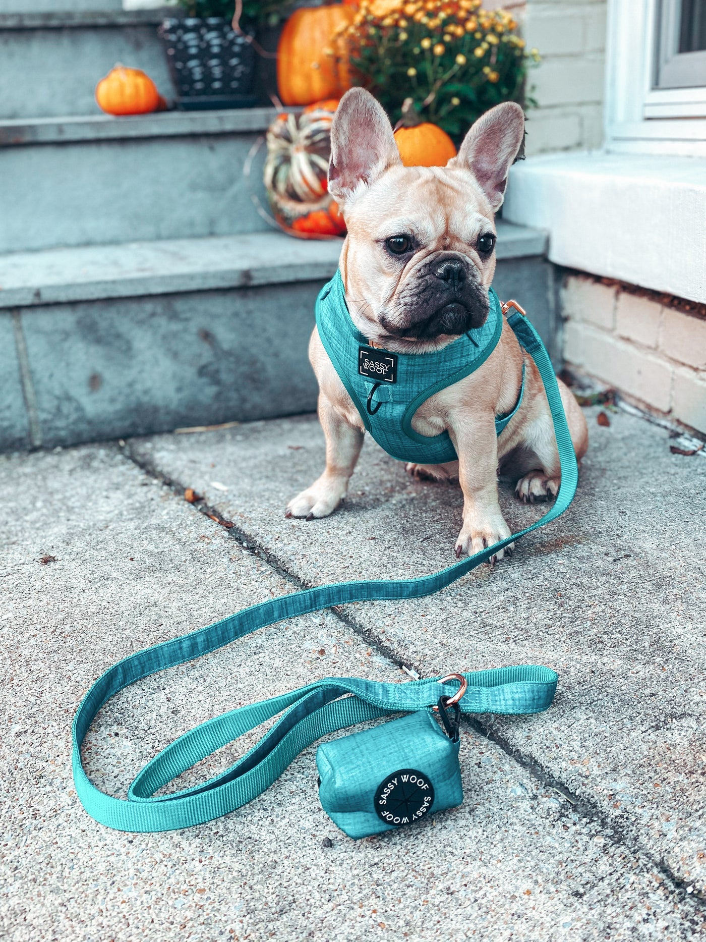Sassy woof- pechera ajustable y correa