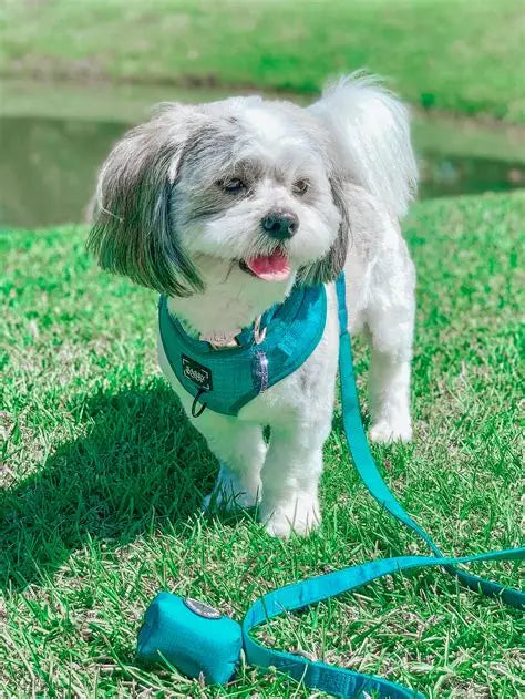 Sassy woof- pechera ajustable y correa