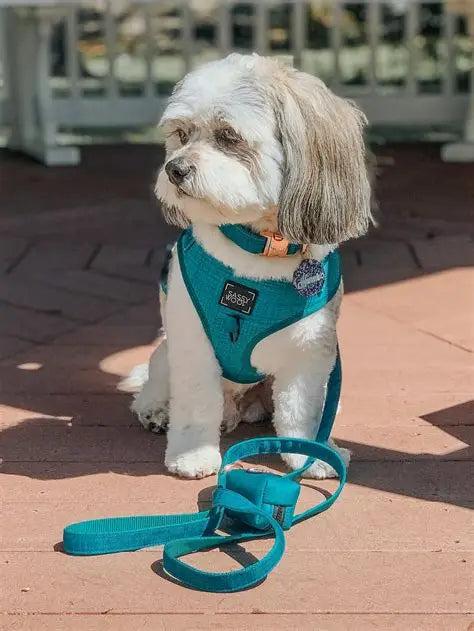 Sassy woof- pechera ajustable y correa