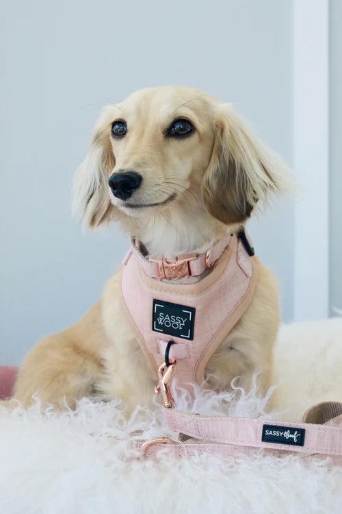 Sassy Woof- pechera ajustable y correa Pinot