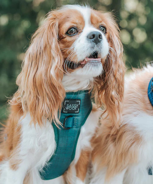 Sassy Woof- pechera ajustable con correa Forest