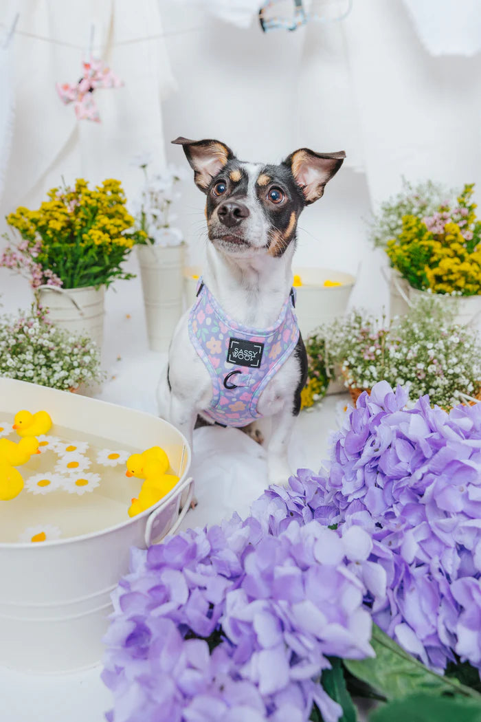 Sassy woof - pechera y correa Fleur de Sass