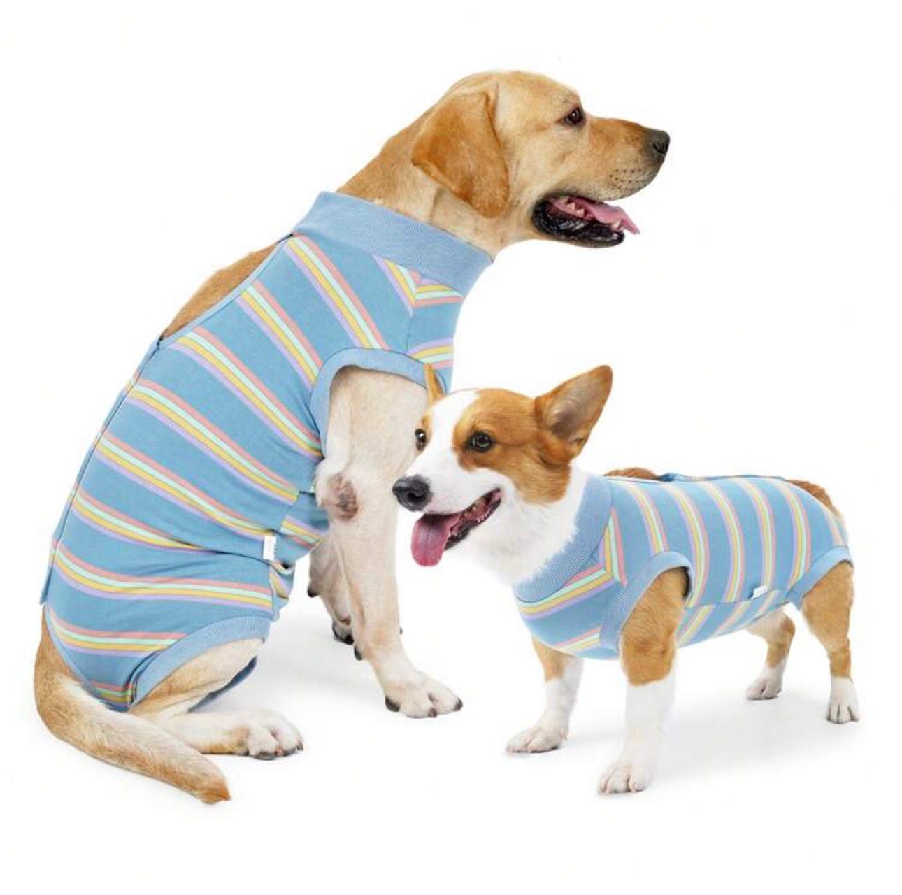 Traje recuperación para perros