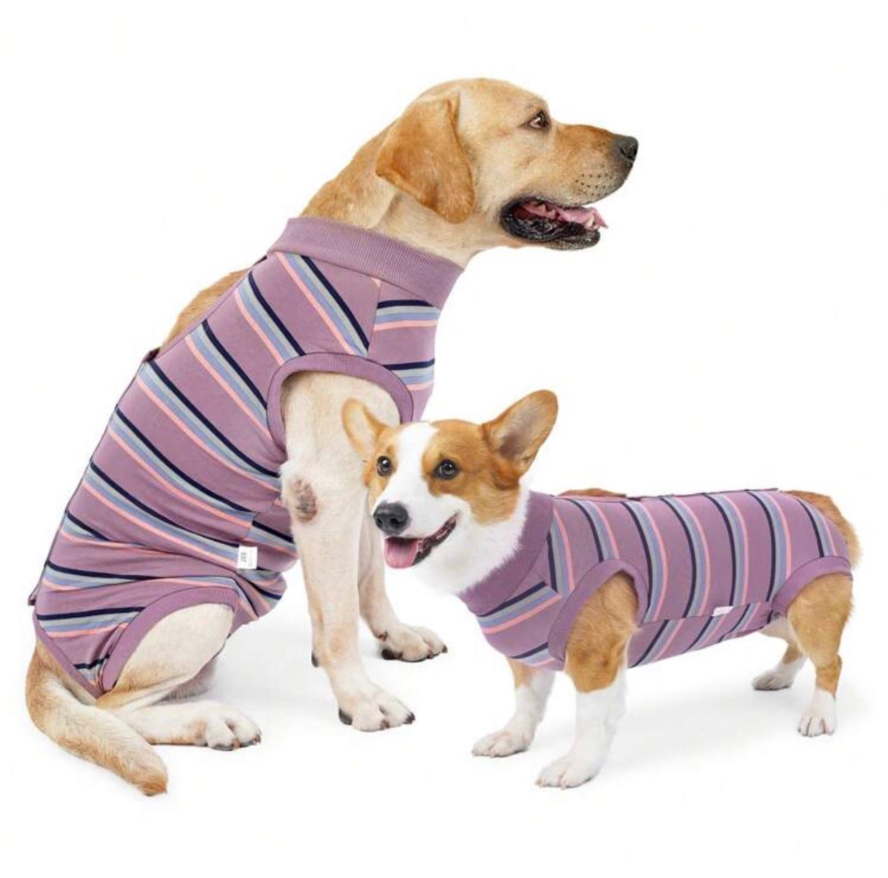 Traje recuperación para perros
