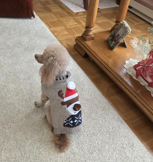 Smiling Reindeer Dog & Cat Sweater