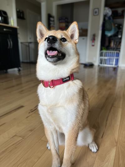 Sassy Woof Dog Collar, Merlot