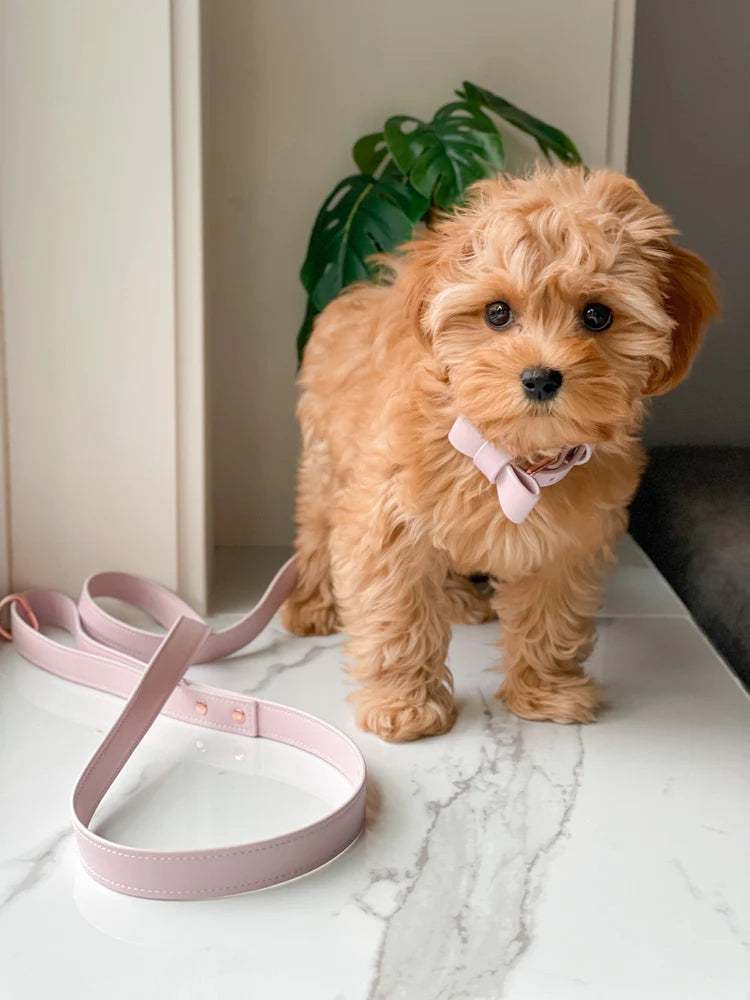Signature Collar & Leash Set - Blush Pink