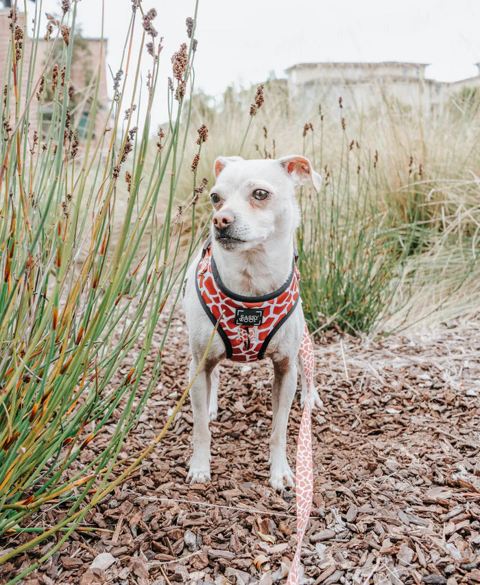 Sassy Woof- Pechera ajustable y correa Giraffic Park