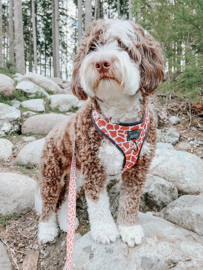 Sassy Woof- Pechera ajustable y correa Giraffic Park
