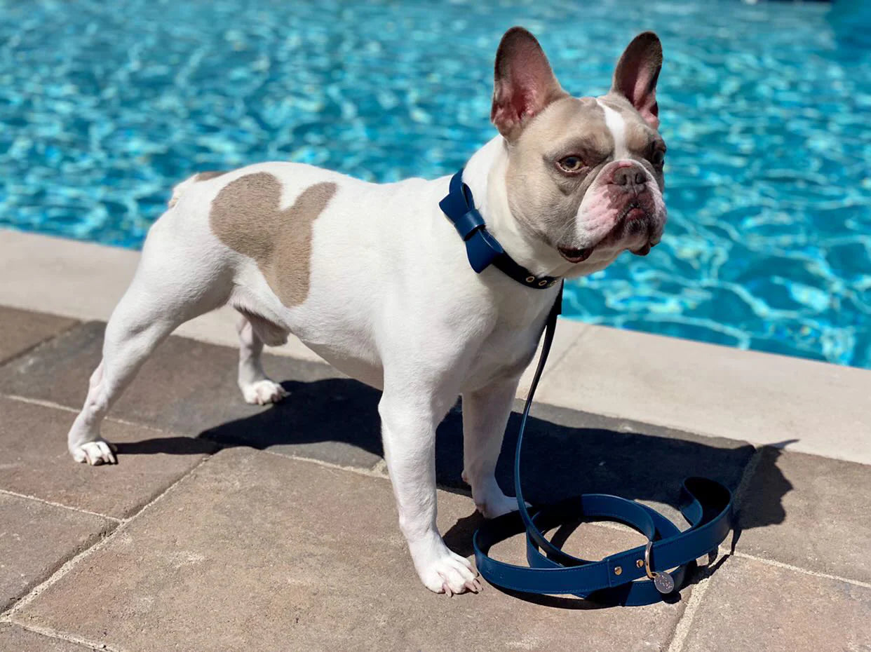 Signature Collar & Leash Set - Navy