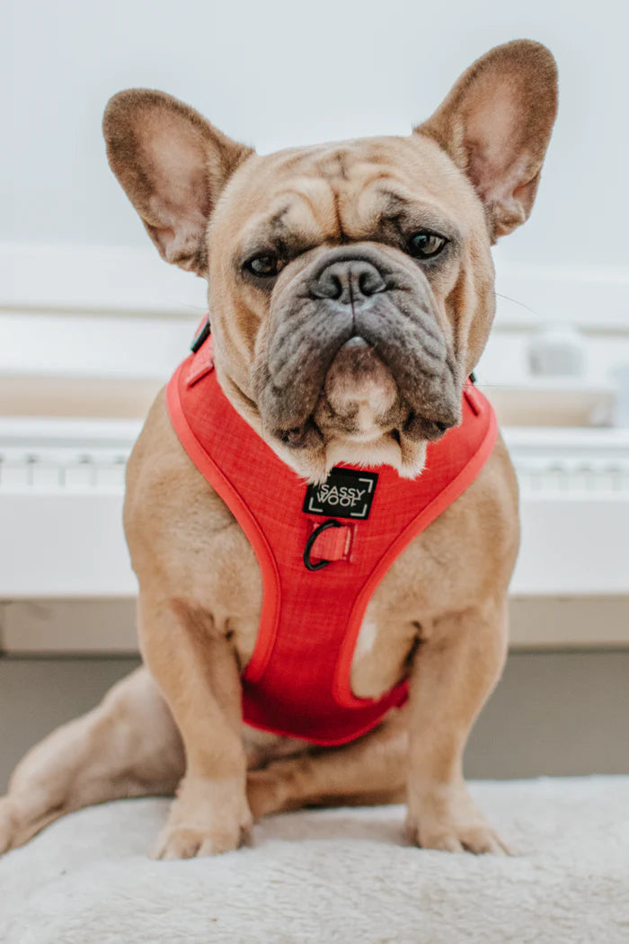 Sassy Woof- pechera y correa Merlot