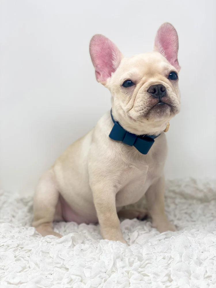 Signature Collar & Leash Set - Navy